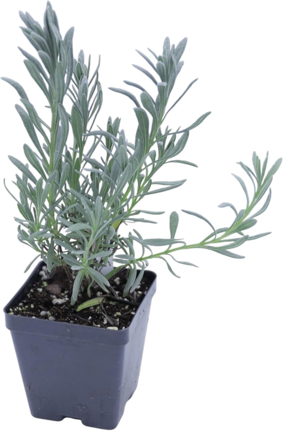 Greenwood Nursery: Live Perennial Plants - Provence Lavender + Lavandula x Intermedia - [Qty: 1x Pint Pot] - (Click for Other Available Plants/Quantities)