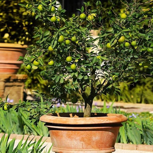 Brighter Blooms - Key Lime Tree, 4-5 ft. - No Shipping to AL, AZ, CA, FL, GA, LA, MS, OR, TX