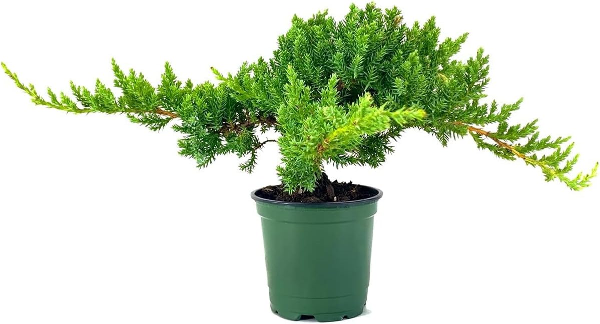 Dwarf Japanese Garden Juniper | 1 Live 4 Inch Pot | Juniperus Procumbens Nana | Drought Tolerant Evergreen Groundcover | Great Plants for Bonsai