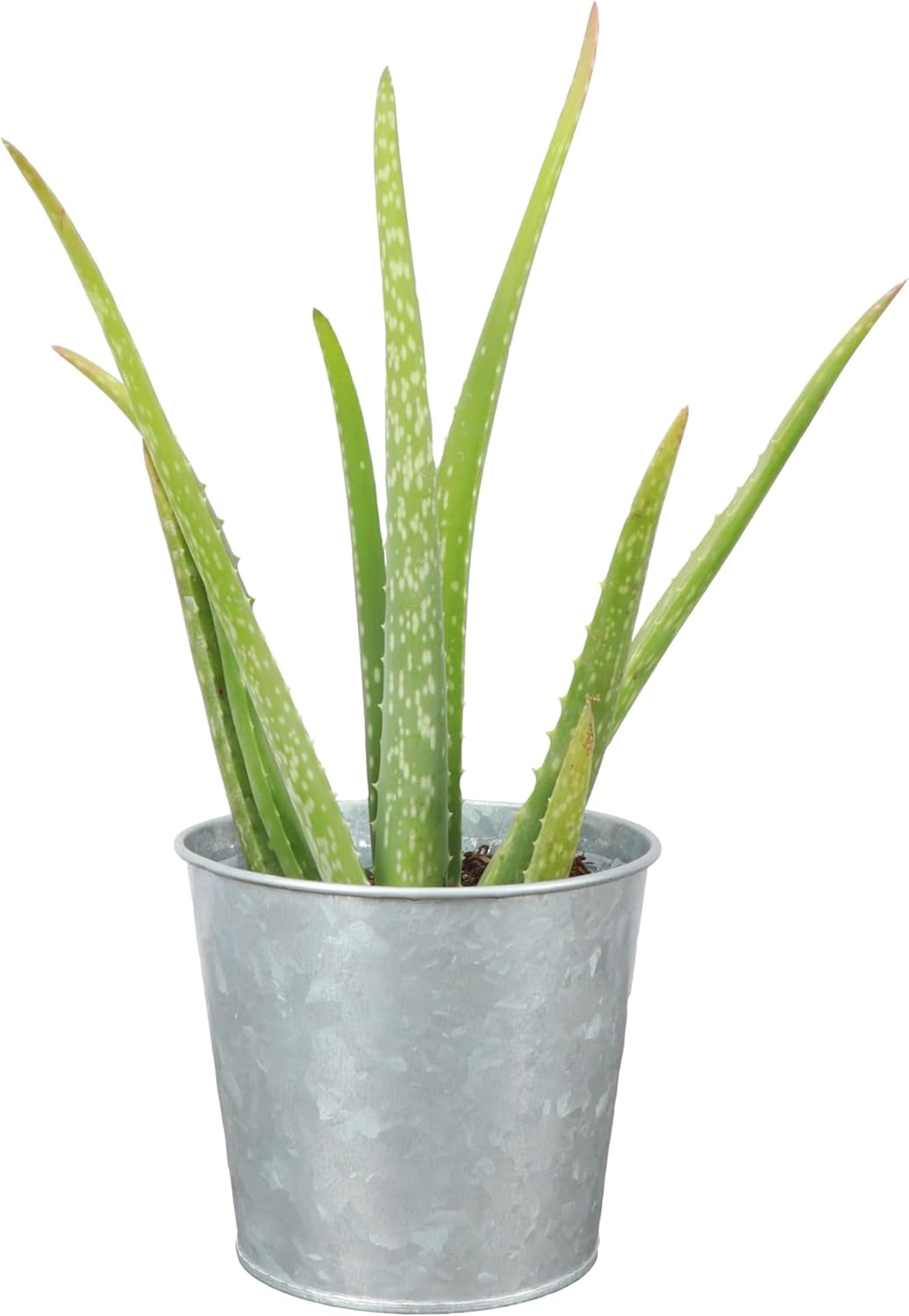 Thorsen's Greenhouse Aloe Vera, Live Indoor Plant, Aloe barbadensis, Easy to Grow, Succulent, Natural Air Purifier, 4" Diameter Pot (Silver - Metal)