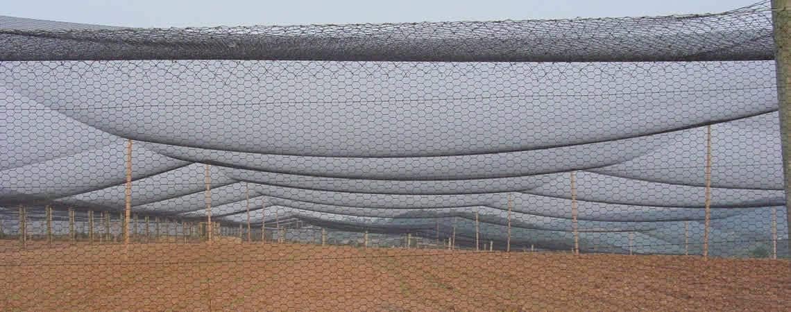 Poultry Netting 1" or 2" Mesh Heavy Knotted Nets Aviary Gamefowl Quail Chicken Bird Block Net Long Lasting Break/Burst 85/245 lb Polyethylene 8-10 Year Lifespan (12.5' X 150', 2)