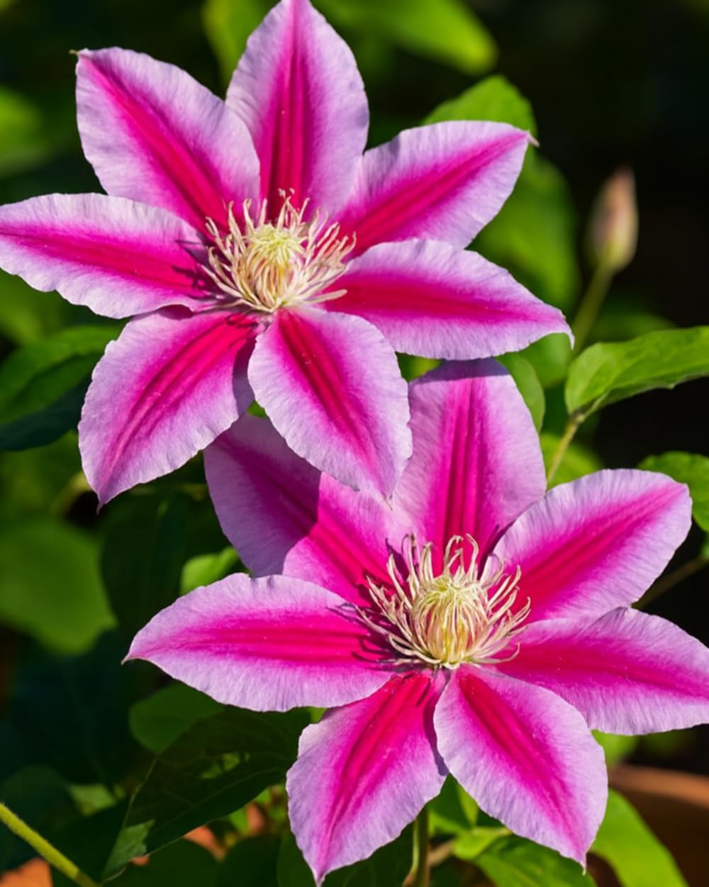 Perennial Farm Clematis 'Dr. Ruppel' Hybrid – Live Flowering Vine in 4 Quart Container, Large Rose-Pink Blooms with Deep Pink Stripes, Long Blooming, Ideal for Trellises, Arbors & Garden Fences