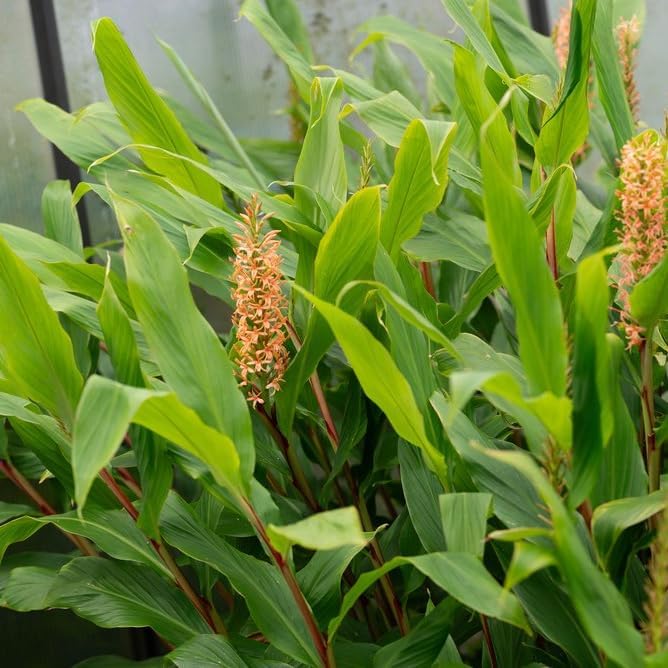 Ginger Root Plant (4 Pack) | Live Edible Plant for Planting | Grow Your Own Fresh Ginger at Home | Spicy & Aromatic Rhizome for Cooking & Tea | Easy to Grow Perennial for Organic Gardens