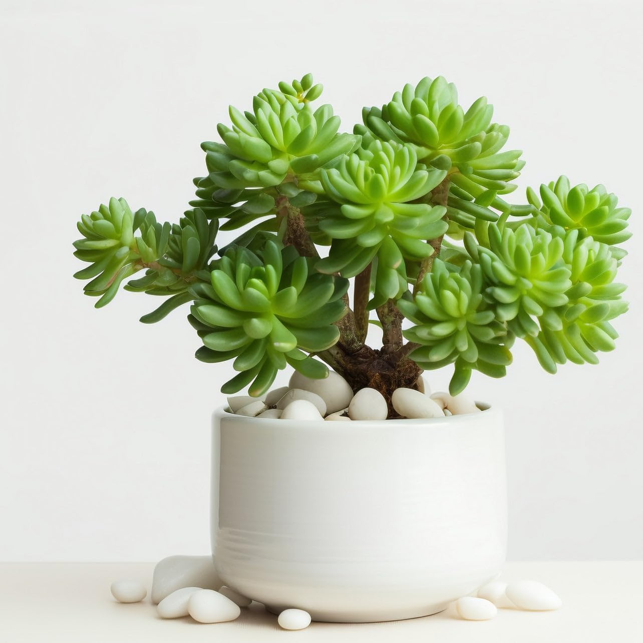 6 LBS River Rocks, StoneCreek, Decorative Garden Stones for Plant Landscaping, Polished Gravel Filler Pebbles for Home Decoration, Vases, Succulents, Flower Beds and Fish Tanks (White, Medium)