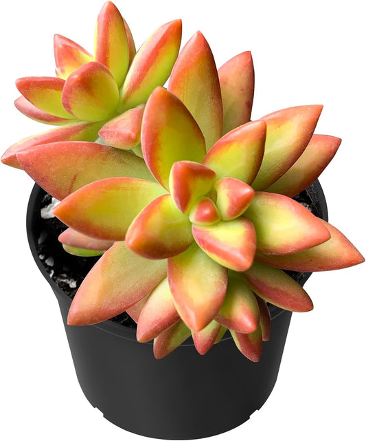 Sprout N Green Sedum Adolphi 'Firestorm', 1 Live Mini Succulent Plant Fully Rooted in 2 inch Starter Pot, Real House Plant for Indoor Outdoor Home Office Wedding Decoration Party Favor