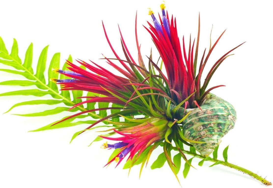 Air Plants Live, 10 Red Tillandsia Air Plants Live Houseplants for Growing Indoors Outdoors, 2 to 3 Inches Tall, Tillandsia Plants Live, Live Air Plants
