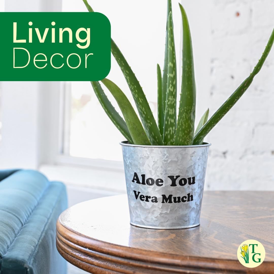 Thorsen's Greenhouse Aloe Vera, Live Indoor Plant, Aloe barbadensis, Easy to Grow, Succulent, Natural Air Purifier, 4" Diameter Pot (Blush)