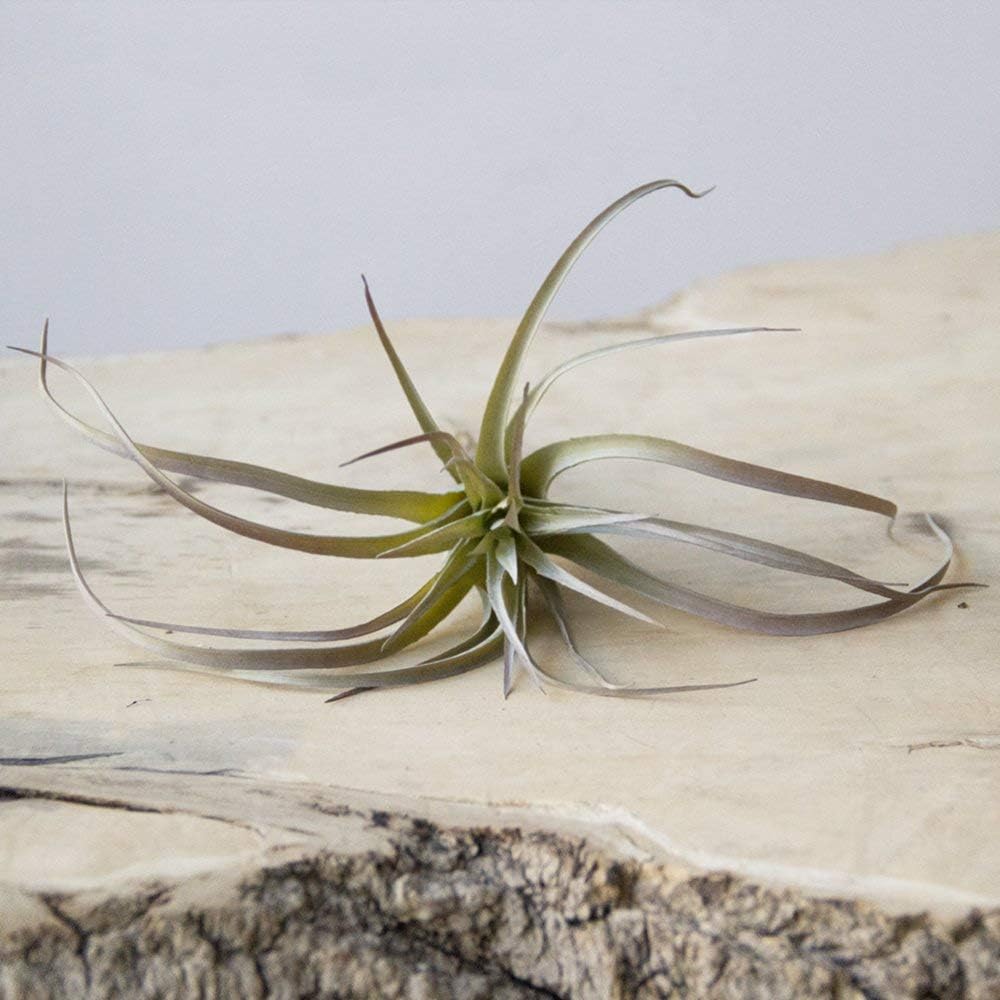 CHIVE Artificial Air Plants — Bulk Set of 5, Medium — Ultra Realistic Fake Tillandsia Bromeliad Plants — Decorative Faux Succulents for Home & Office Decor — No Care Needed!
