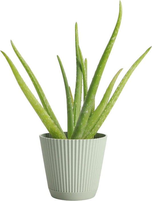 Thorsen's Greenhouse Aloe Vera, Live Indoor Plant, Aloe barbadensis, Easy to Grow, Succulent, Natural Air Purifier, 4" Diameter Pot (Sage)