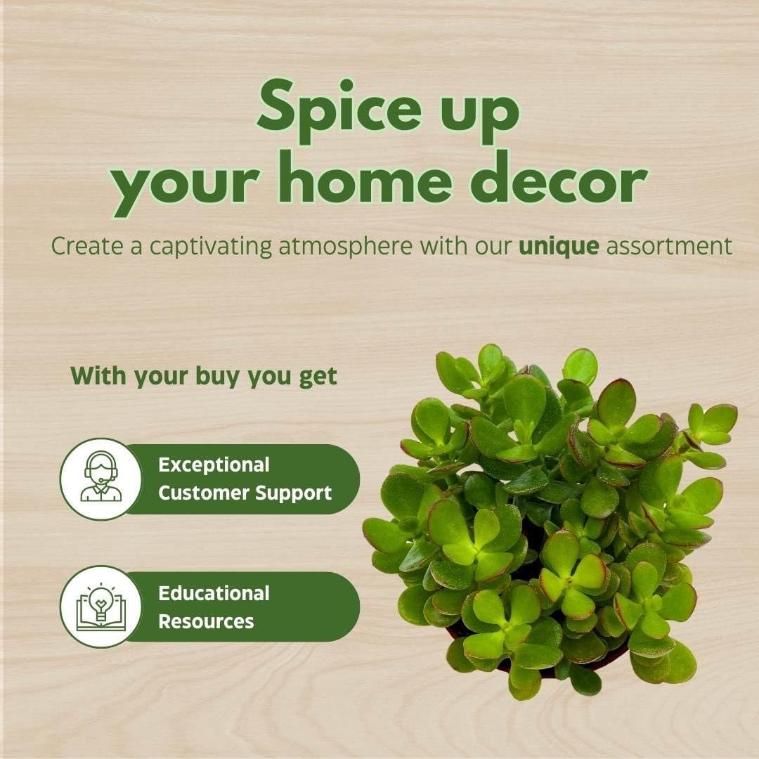 BubbleBlooms Jade Succulent in a 4 inch Pot Crassula ovata