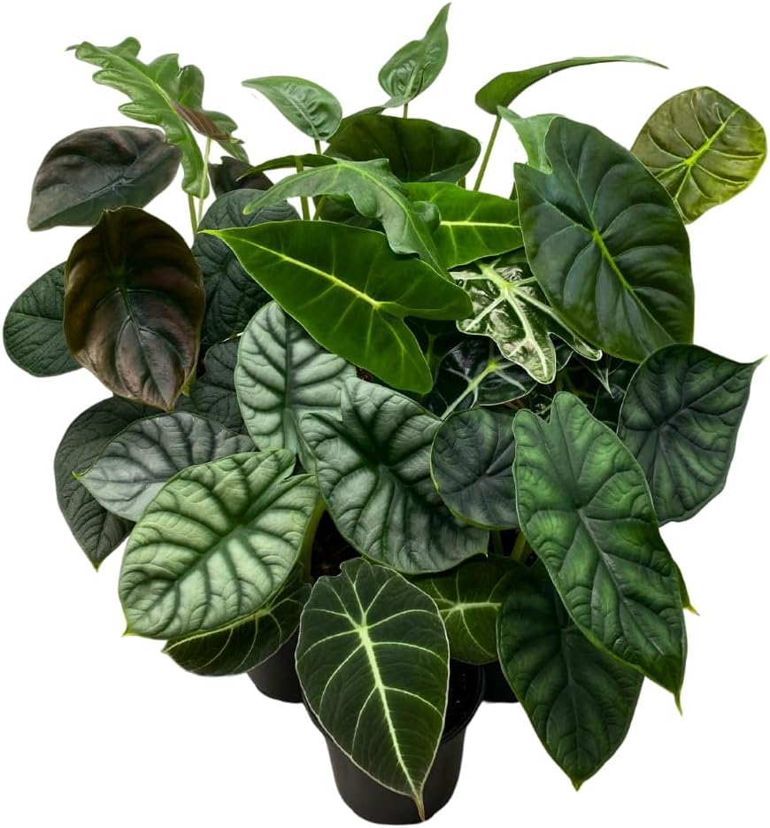 BubbleBlooms Alocasia Assortment Set, 4 inch pots, 10 Different Alocasias Frydek, Black Velvet, Maharani, Regal Shield, Bambino, Tiny Dancer, Serendiptiy
