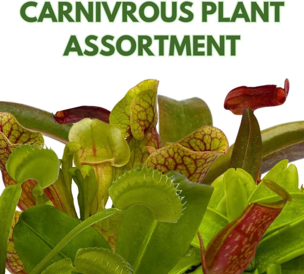 BubbleBlooms Carnivorous Plant Assortment Set, 3 Different Plant Species in 2 inch Pots