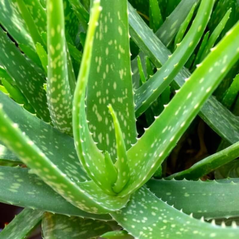 Aloe Vera Plant Live, Live Aloe Vera Plant Indoor, 4 Inc Potted, Succullent Plant Live for Gardening