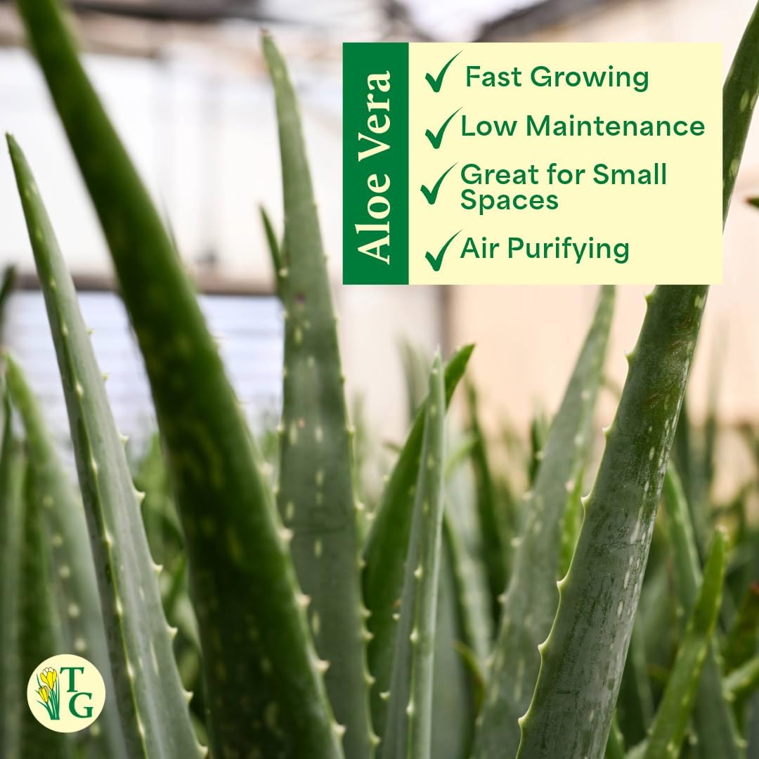 Thorsen's Greenhouse Aloe Vera, Live Indoor Plant, Aloe barbadensis, Easy to Grow, Succulent, Natural Air Purifier, 4" Diameter Pot (Aloe You Vera Much)