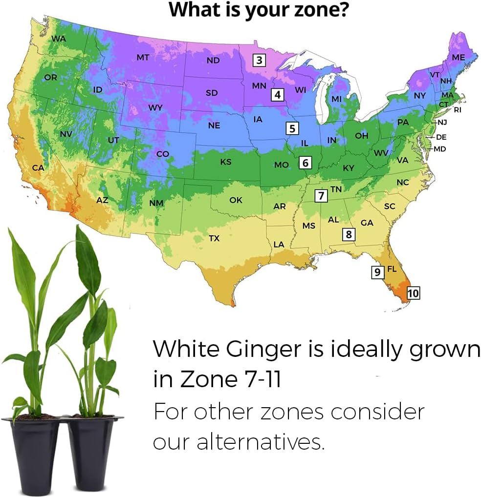 Ginger Root Plant (4 Pack) | Live Edible Plant for Planting | Grow Your Own Fresh Ginger at Home | Spicy & Aromatic Rhizome for Cooking & Tea | Easy to Grow Perennial for Organic Gardens