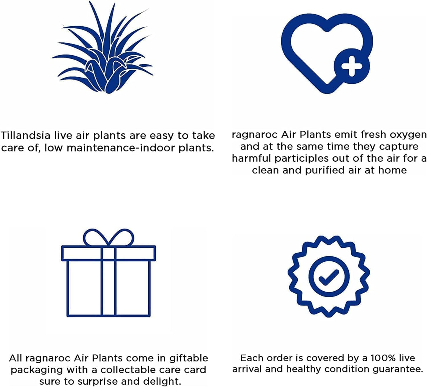 Live Air Plants – Tillandsia Araujei, Large 5” – 5ct – Live Arrival Guaranteed – House Plants for Home Décor & Gift