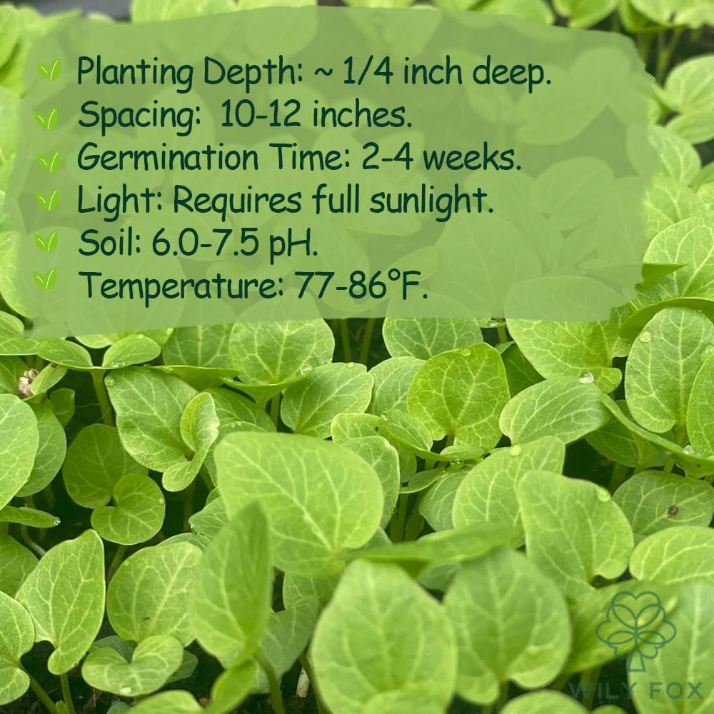 Premium Rare Hollyhock Seeds – 100+ Double Red Hollyhock Flower Seeds – Non-GMO, Heirloom Perennial – Showy Blooms for Outdoor Planting (Dwarf Double Red Hollyhock)