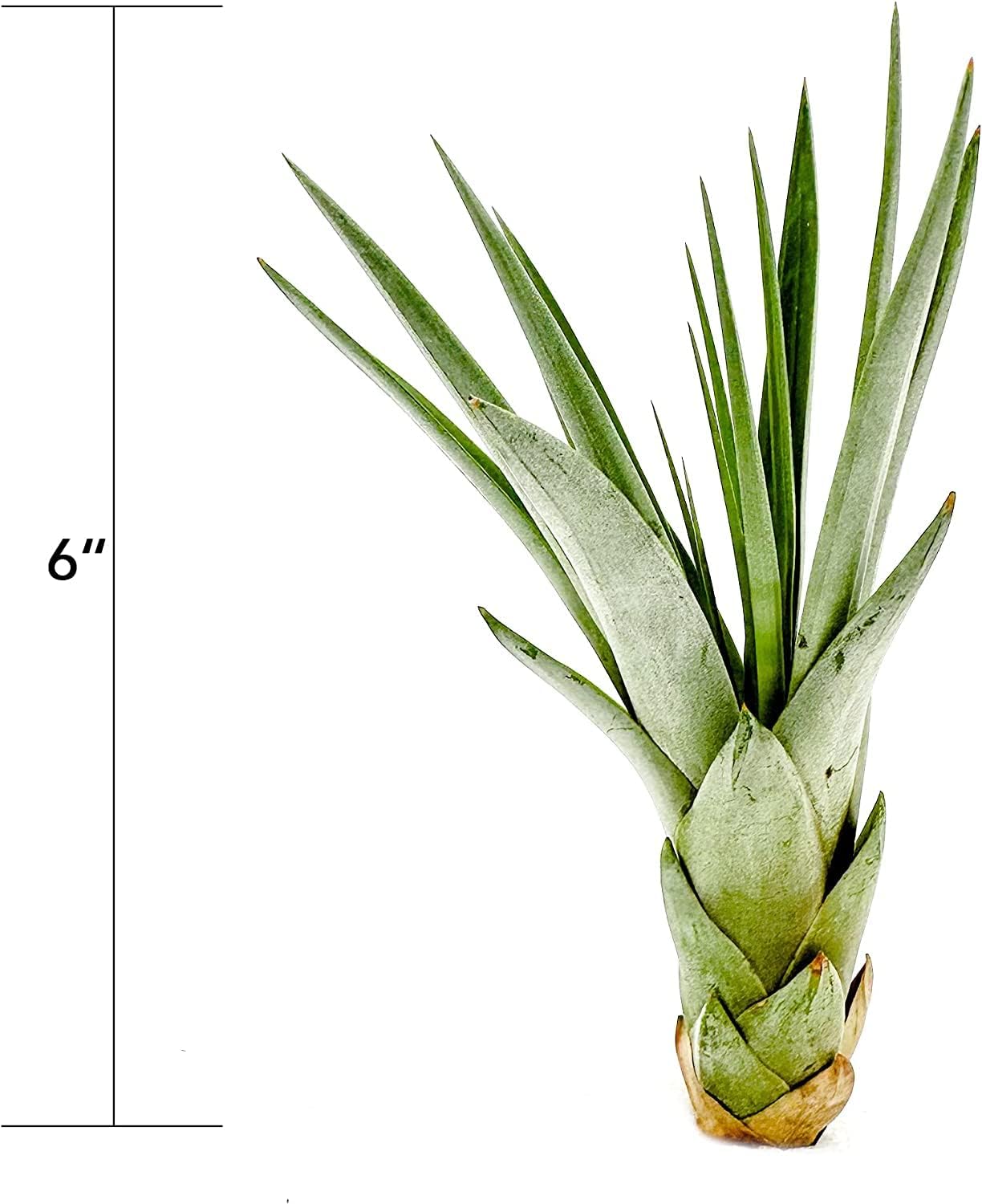 Air Plants - Tillandsia Fasciculata Tricolor, Large 4-6" - 2ct - Live Arrival Guaranteed - House Plants for Home Decor & Gift