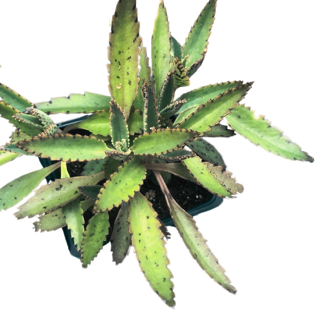 Smoke Camp Crafts Organic Mother of Thousands Plant (Kalanchoe daigremontiana) 2.5 inch Pot - Organic Easy-to-Grow Succulent House Plant for Home or Office Decor