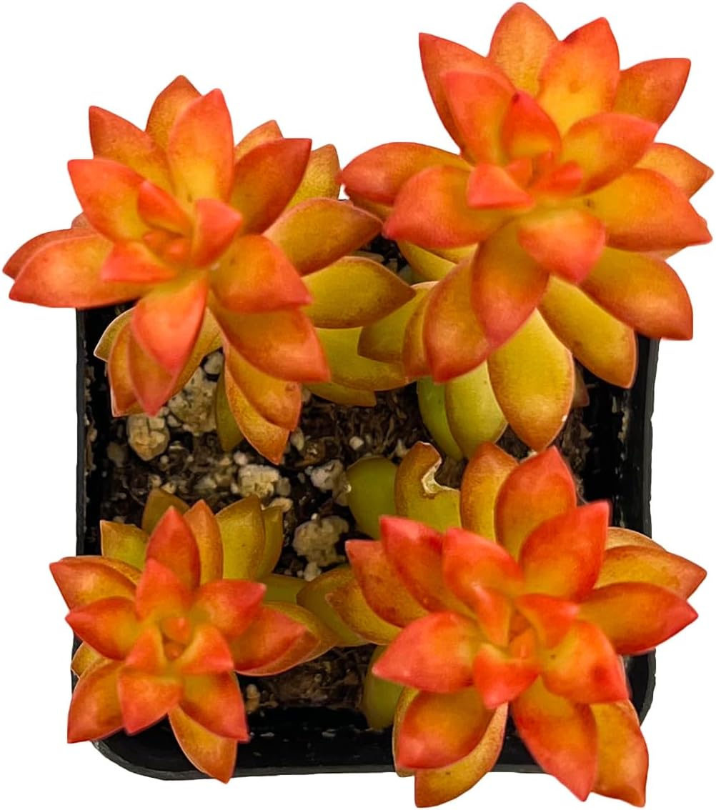 Sprout N Green Sedum adolphii 'Shooting Stars', Mini Live Succulent Fully Rooted in 2 inch Starter Pot, House Plant for Indoor Outdoor Home Office Wedding Decoration Party Favor