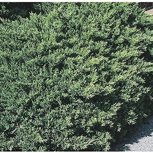 San Jose Juniper | 40 Live Plants | Juniperus Chinensis | Bonsai Drought Tolerant Cold Hardy Evergreen Groundcover