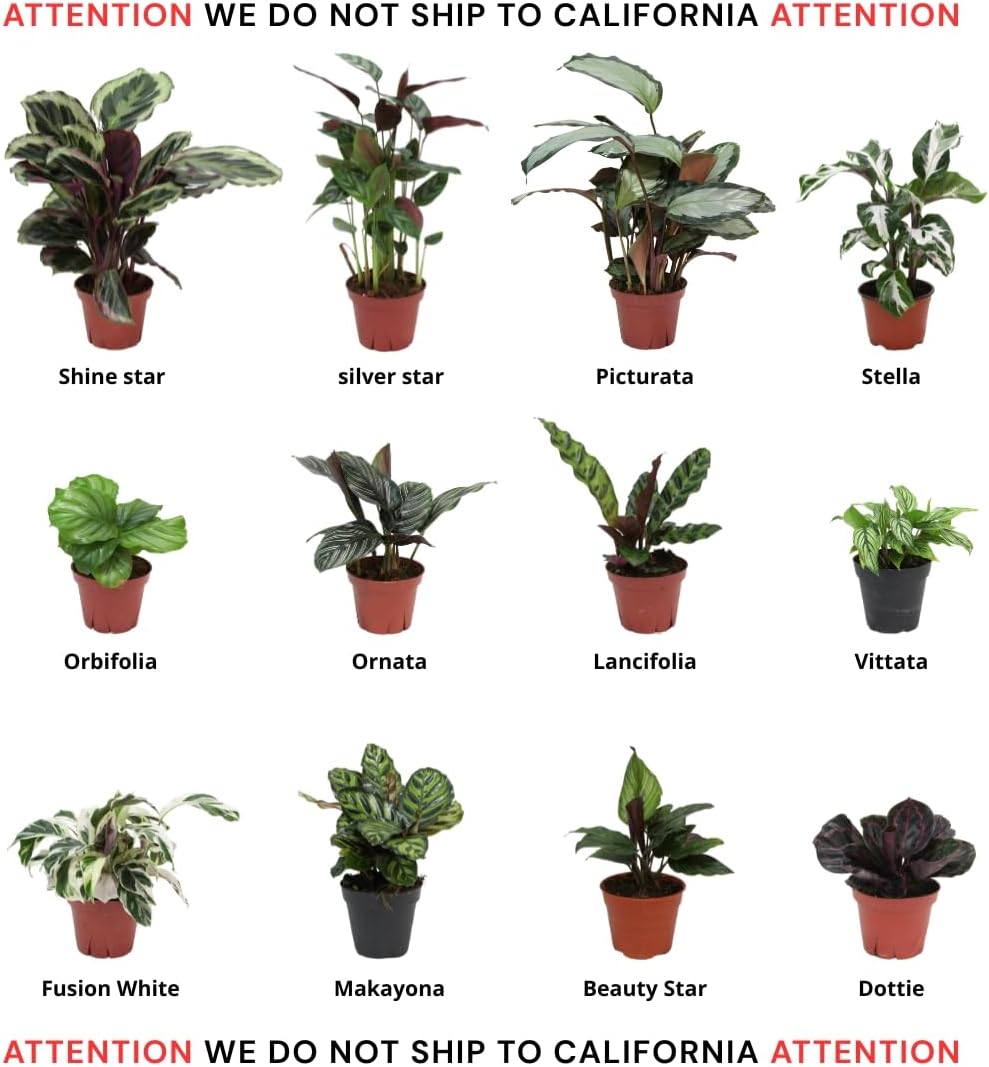 Calathea Assorted 4" pots: Grower's Pick, Indoor Plants, Easy Care Houseplant, Starter Plant,Live Indoor, Easy to Grow - Beginner Plant by Coollectiveplants (6 Pack)