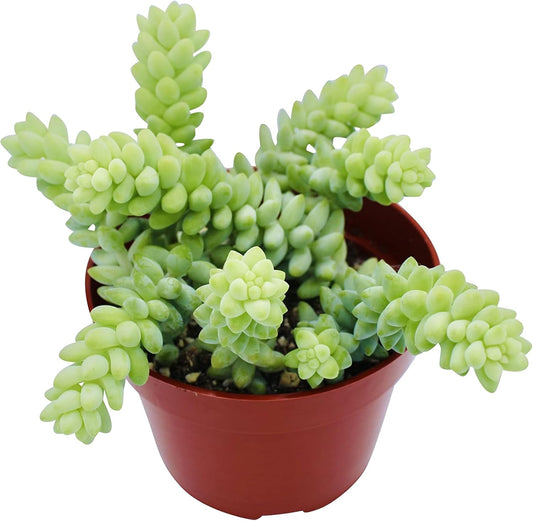 Live Succulent 4" Donkey Tails, Succulents Plants Live, Succulent Plants Fully Rooted, House Plant for Home Office Decoration, DIY Projects, Party Favor Gift by The Succulent Cult