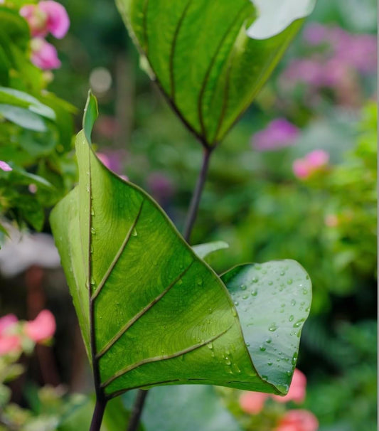Tea Cup Elephant Ear Bulb for Planting - Grow Stunning Colocasia Esculenta (2 Elephant Ear Bulbs)