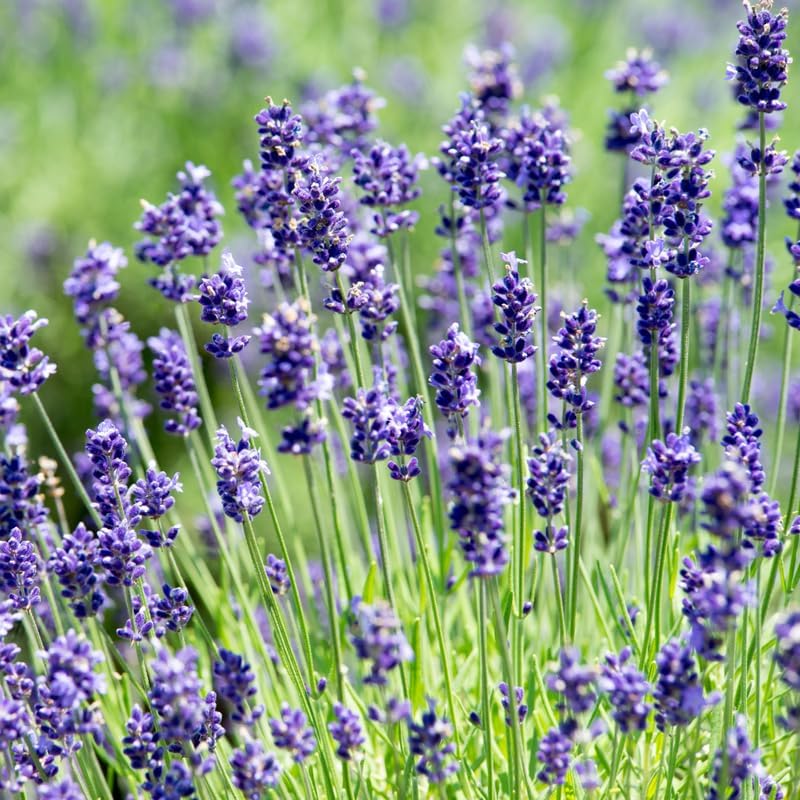 Set 2 Lavender Plants Live, Lavandula Perennial Flower Plants Indoor Outdoor, Well Rooted Plugs 3 to 5 Inch Tall to Grow (Blue Lavender)