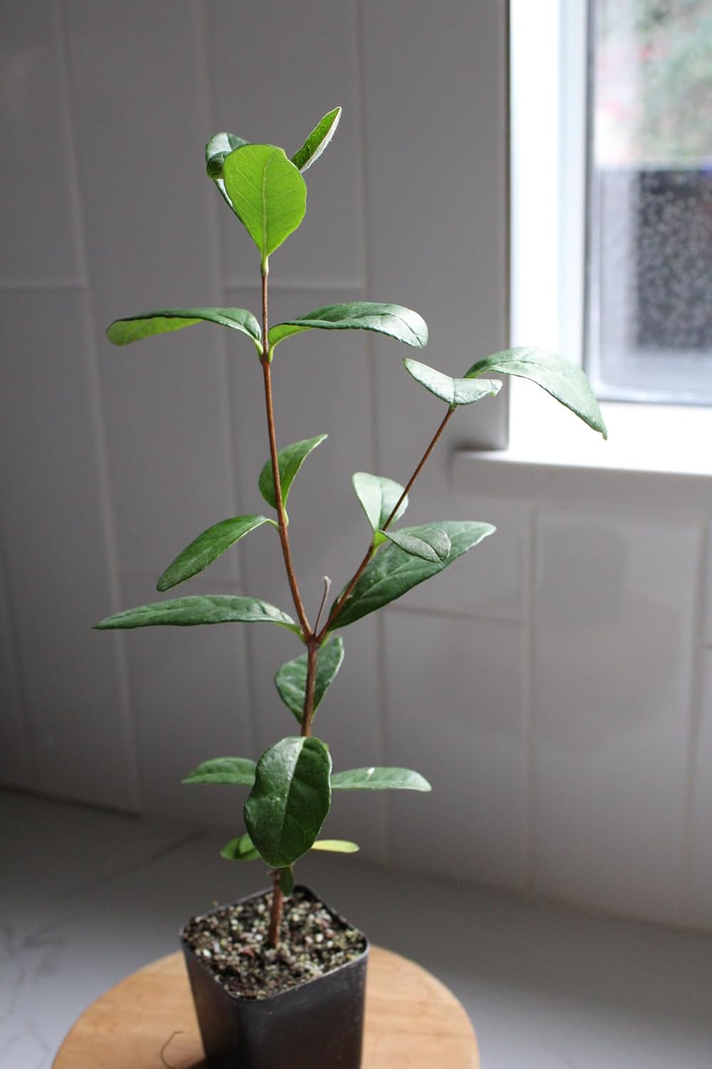 MYSHELFIE Pineapple Guava Starter Plant 5-6 inches, 2 inch Pot, Tropical Evergreen Shrub Edible Fruit Garden Purple Flowering Landscaping Live Vine Starter (1)