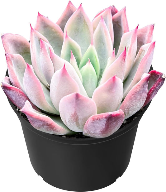 Sprout N Green Echeveria 'Aranjuez', 1 Live Succulent Plant Fully Rooted in 2" Pot, House Plant for Indoor Outdoor Home Office Wedding Decoration DIY Project Party Favor