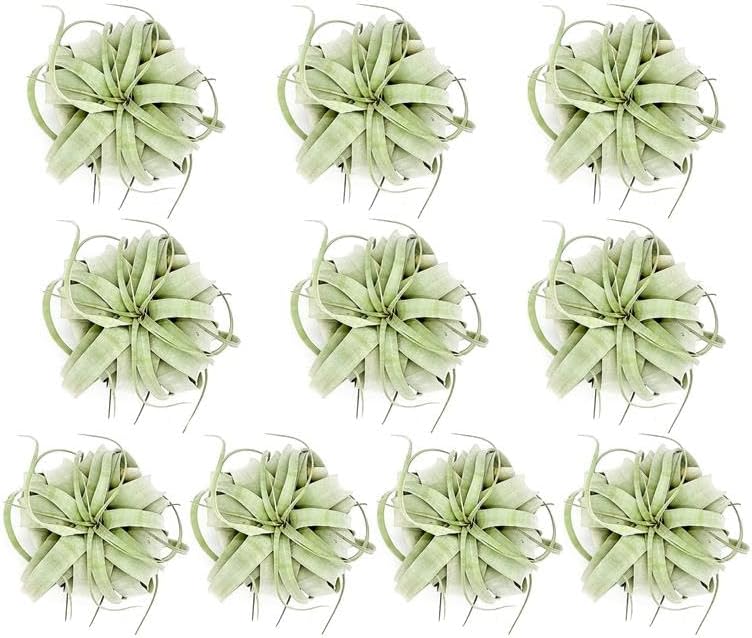 Air Plants - Tillandsia Xerographica, Large 5-7” - 10ct - Live Arrival Gauranteed - House Plants for Home Decor & Gift