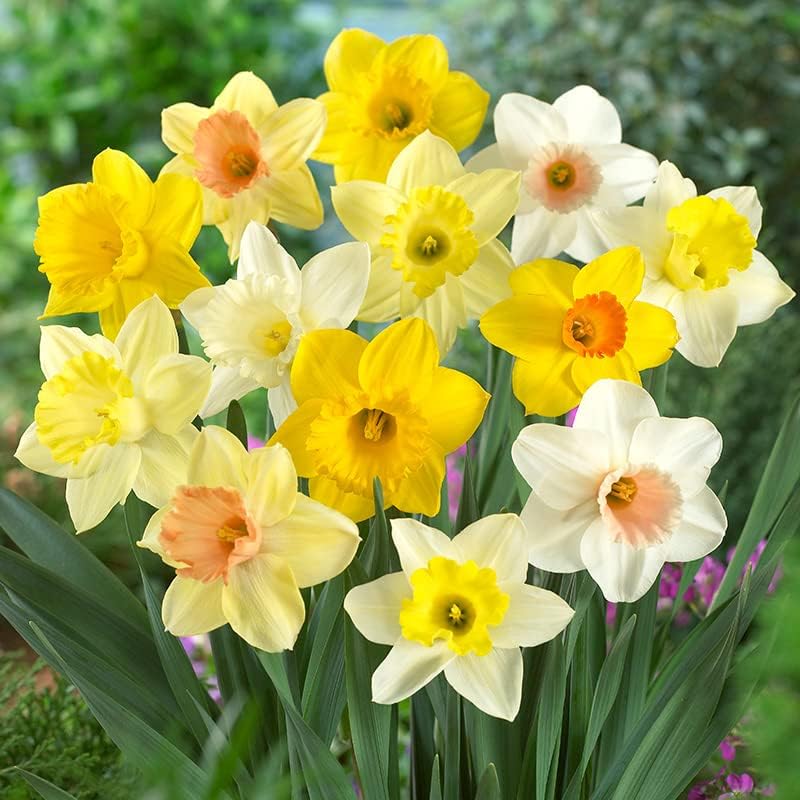 Bulk Mixed Daffodils Flower Bulbs - 250 Bulbs per Pack - Deer Resistant - Good as Cut Flowers - Naturalizing - Perennializing - Easy to Grow Live Plants - Outdoor Garden