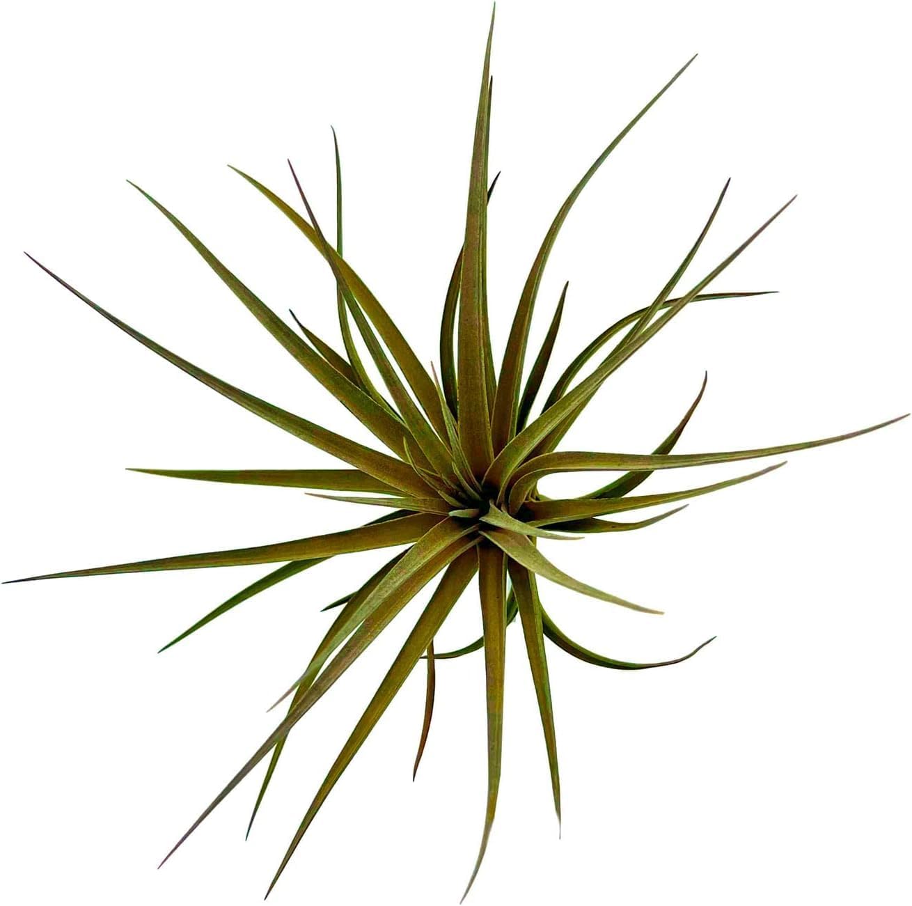 Air Plants - Flowering Tillandsia Stricta Large 5" - 2ct - Live Arrival Guaranteed - House Plants for Home Decor & Gift