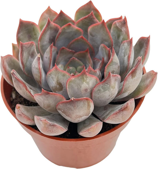Live Succulent Plants Echeveria 'Dark Ice', Easy Care Potted Succulents, Approx 4" D x 4" H, Indoor Houseplant, Unique Gifts, Home Office Décor