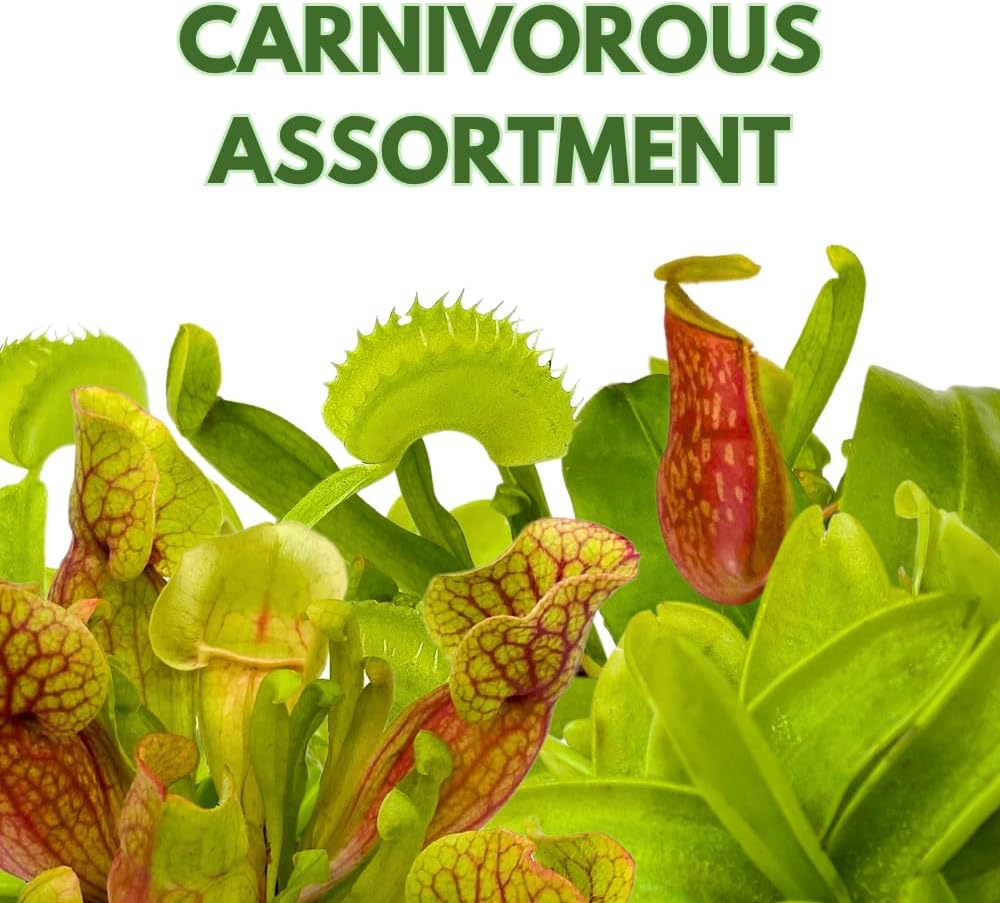 BubbleBlooms Carnivorous Assortment in 3 inch Pots Set of 3