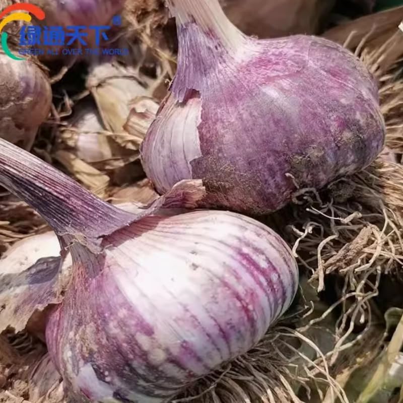 1 Pound Garlic for Planting in Fall Hardneck, 8 Purple Garlic Bulbs for Planting, Fresh and High Yield Bulb Variety Pack, Hardy and Fast Growing