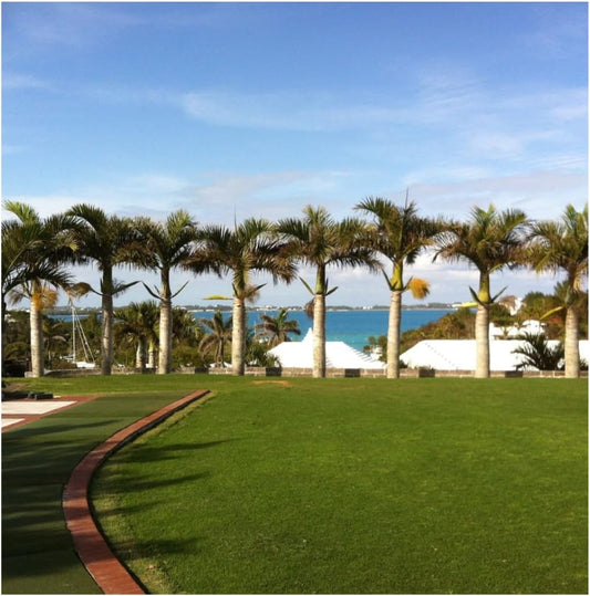 Brownie Brand Majestic Hulled Bermudagrass Seed | Premium Turf Grass for Dense, Drought-Resistant Lawns | Fast-Growing, Heat-Tolerant, Certified Seed for High-Traffic Areas. (10 Pound)