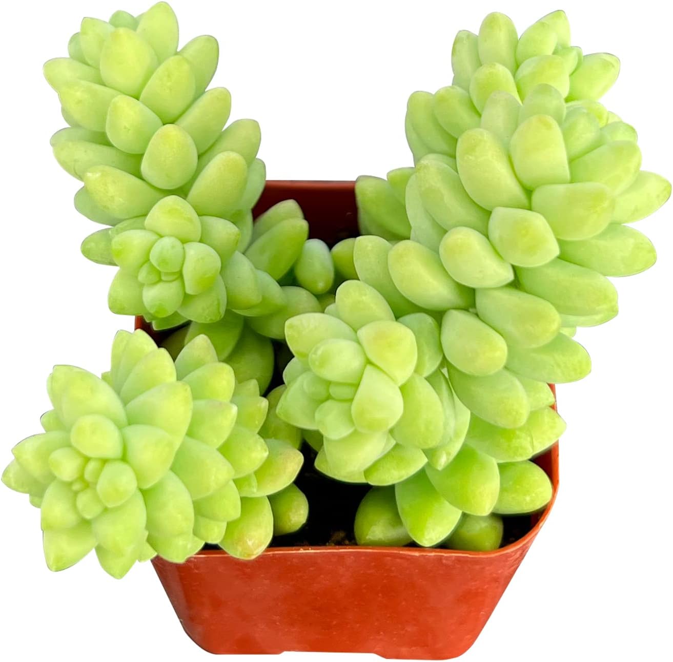 Sprout N Green Donkey's Tail, Live Sedum Morganianum-Burro's Tail, Succulent Plant Fully Rooted in 2" Pot, Real House Plant for Indoor Outdoor Home Office Wedding Decoration Party Favor