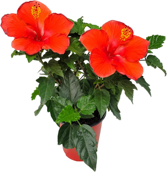 Tropical Plants of Florida - Red Hibiscus Bush Dwarf - Flowering Plants Live - 12" to 16" Overall Height - 1 Gallon Planter (Plant Only)