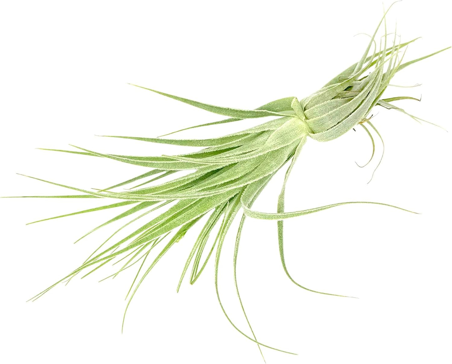 Live Air Plant - Tillandsia Gardneri 5-7” - 2ct - ragnaroc Rare Collectors Indoor Tropical Plant - Live Arrival Guaranteed - House Plants for Home Decor & Gift