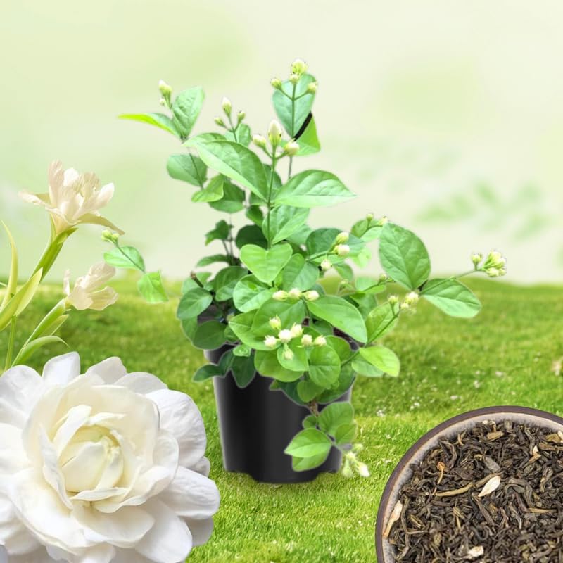 2 Duke of Tuscany Jasmine Plants Live, Climbing Jasmine Indoor Outdoor Live, Fragrant, 5-9" in Tall, No Pot, Hardy and Fast-Growing