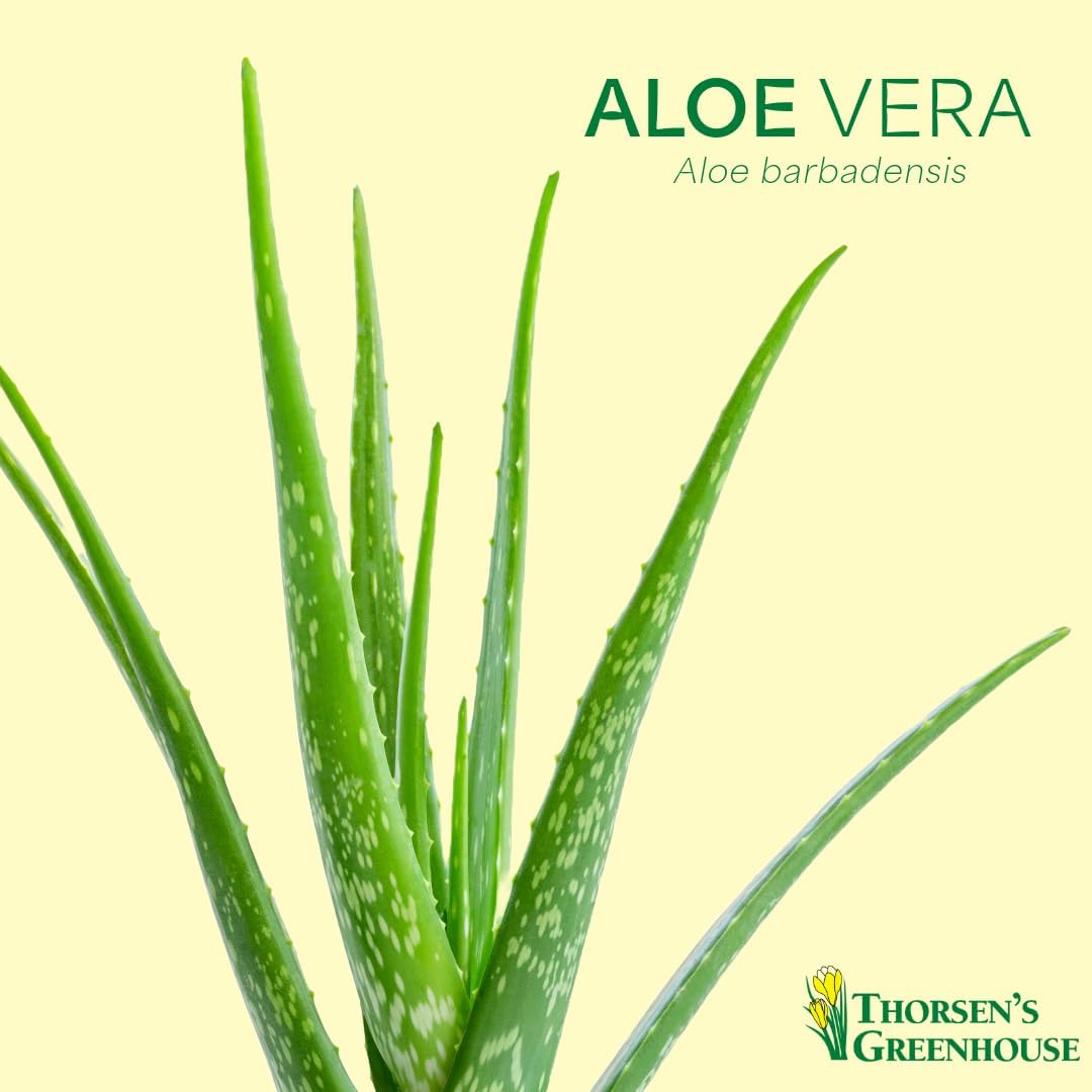 Thorsen's Greenhouse Aloe Vera, Live Indoor Plant, Aloe barbadensis, Easy to Grow, Succulent, Natural Air Purifier, 4" Diameter Pot (Coffee)