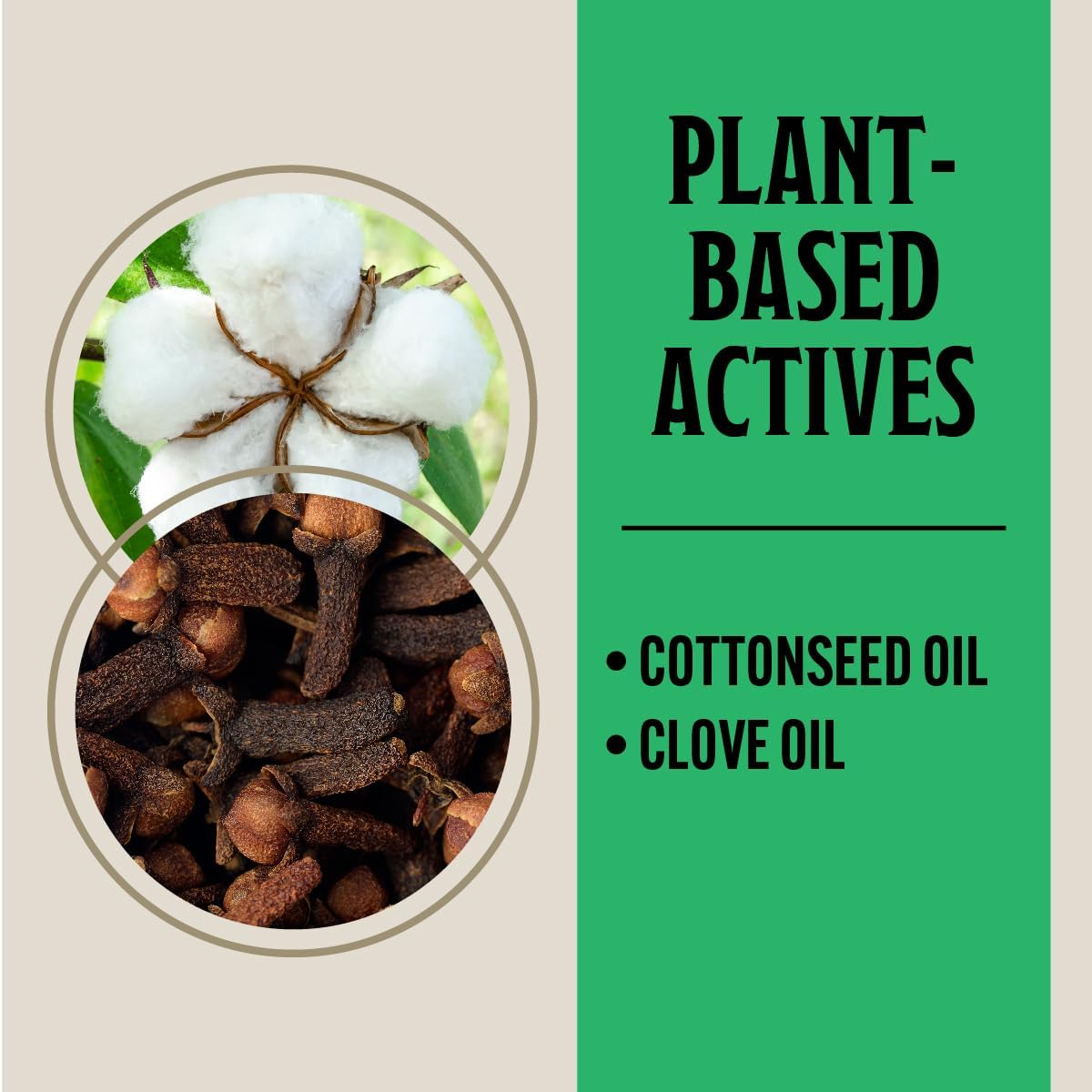 Grandpa Gus's Advanced Natural Pest Control with Clove & Cottonseed Oil - Indoor/Outdoor Insect Killer for Spiders, Ants, Roaches, Earwigs, Bed Bugs & More, Pet-Friendly, Concentrate 2 Pack