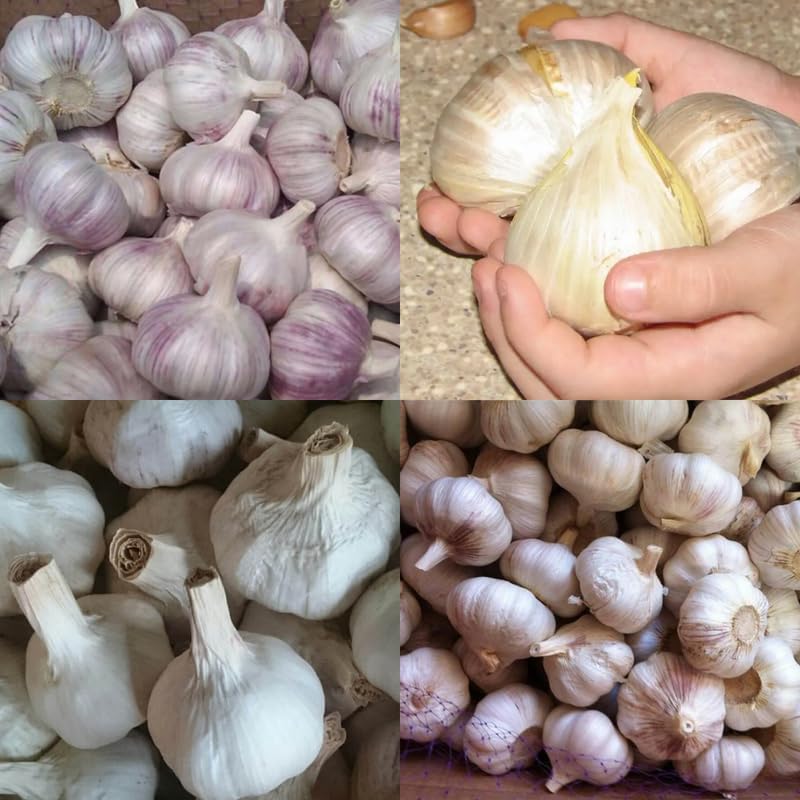 1 Pound Garlic for Planting in Fall Mix Random Softneck Hardneck, 8 Assorted Garlic Bulbs for Planting, Fresh and High Yield Bulb Variety Pack, Hardy and Fast Growing