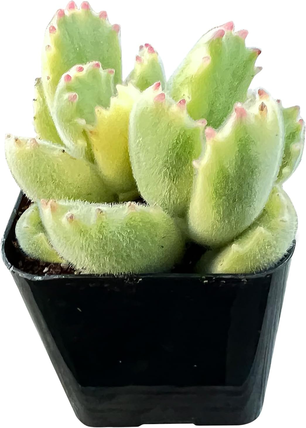 Sprout N Green Variegated Bear’s Paws in 2" Starter Pot, Live Succulent Plant Fully Rooted in Planter with Soil, Home Office Indoor Outdoor Wedding Decoration DIY Project