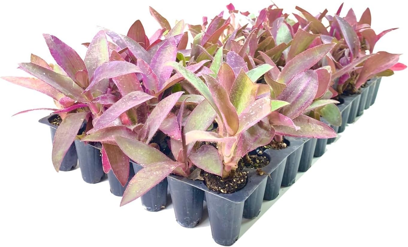 Purple Queen Tradescantia Setcresea I 3 Live Plants I Spiderwort | Lush Magenta Foliage for Striking Garden Contrast, Ideal for Ground Cover, Borders, & Containers