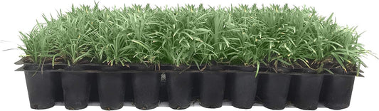 Dwarf Mondo Grass | 60 Live Plants | Japonicus Nanus | Shade Loving Evergreen Lilyturf Groundcover