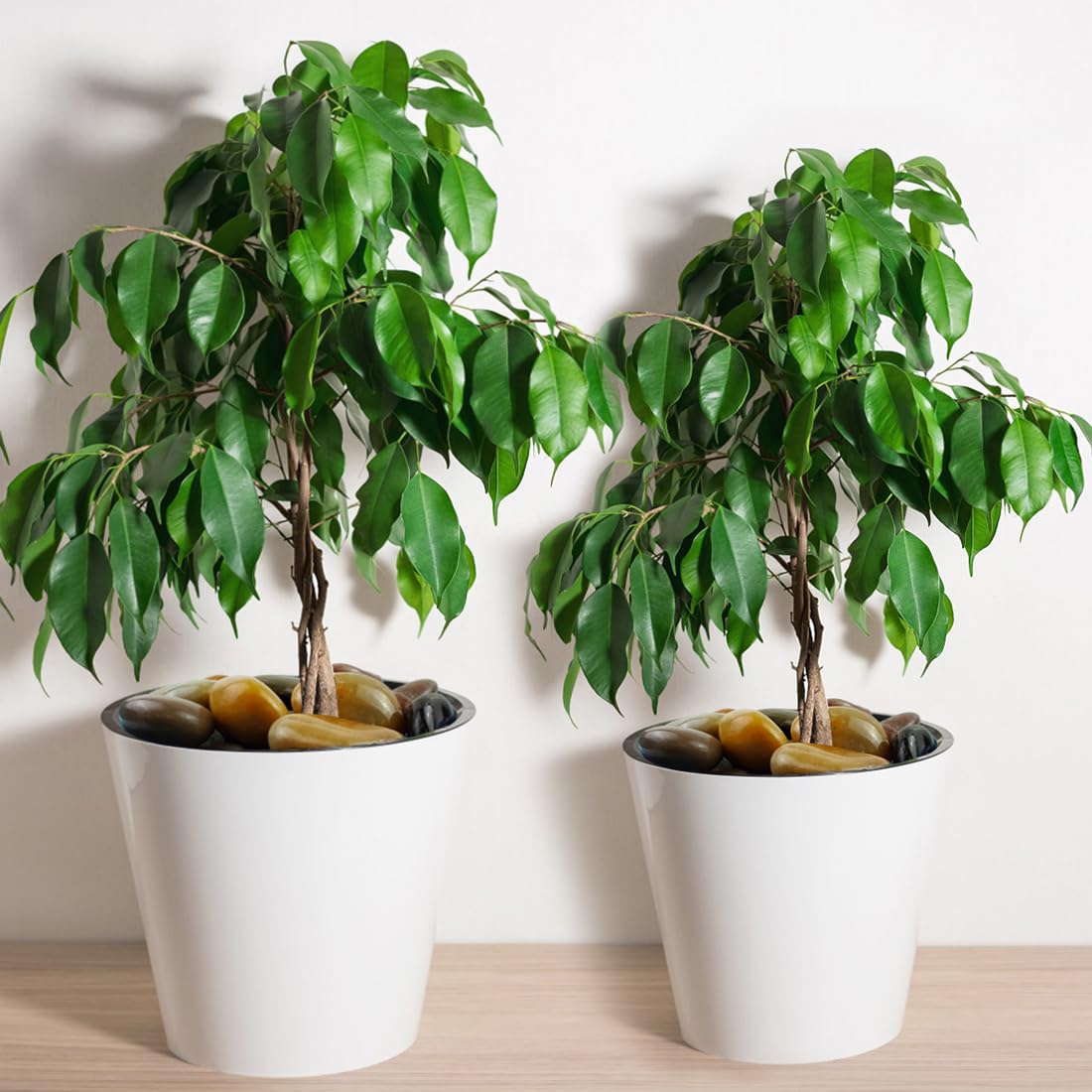 5lbs Pebbles for Indoor Plants, 2-3 Inch Mixed Color High Polished Large River Rocks Outdoor Decorative Stones Vase Filler Fish Tank Aquariums Landscaping Garden Outdoor and Indoor DIY