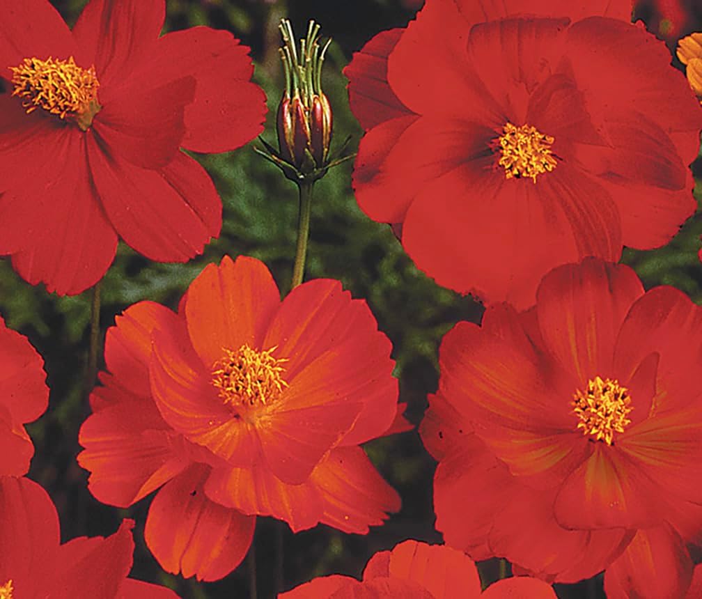 Red Crest Cosmos - Long Blooming Season